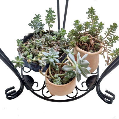 Plant Stands by Alcott Hill